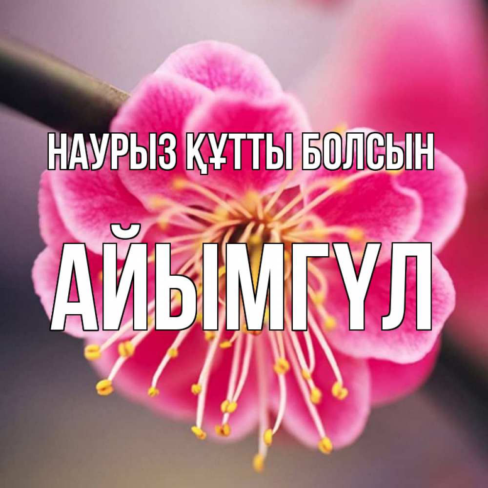Күн сайын ашық хат с именем, АЙЫМГҮЛ Наурыз құтты болсын цветы Онлайн тегін жүктеп алу тілектері бар керемет карта 