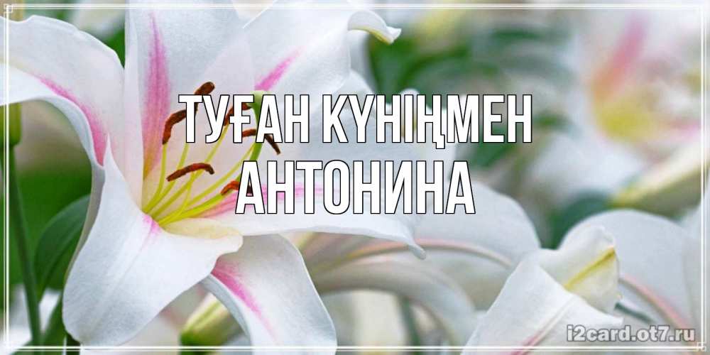 Күн сайын ашық хат с именем, Антонина Туған күніңмен открытка с белой лилией Онлайн тегін жүктеп алу тілектері бар керемет карта 
