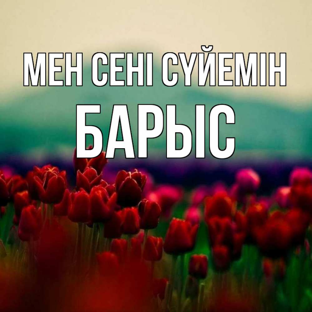 Күн сайын ашық хат с именем, Барыс Мен сені сүйемін тюльпаны 4 Онлайн тегін жүктеп алу тілектері бар керемет карта 