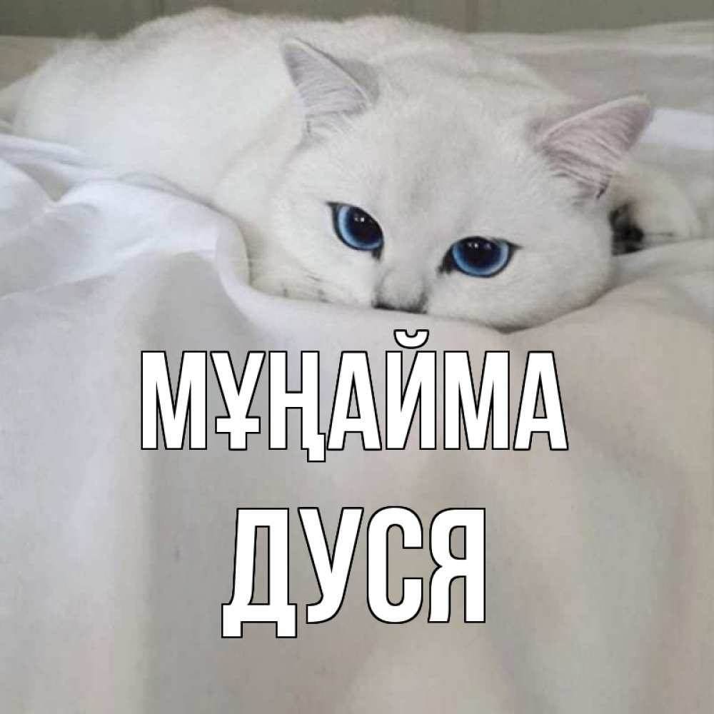 Күн сайын ашық хат с именем, Дуся Мұңайма белый кот с голубыми глазами на белоснежной кровати Онлайн тегін жүктеп алу тілектері бар керемет карта 