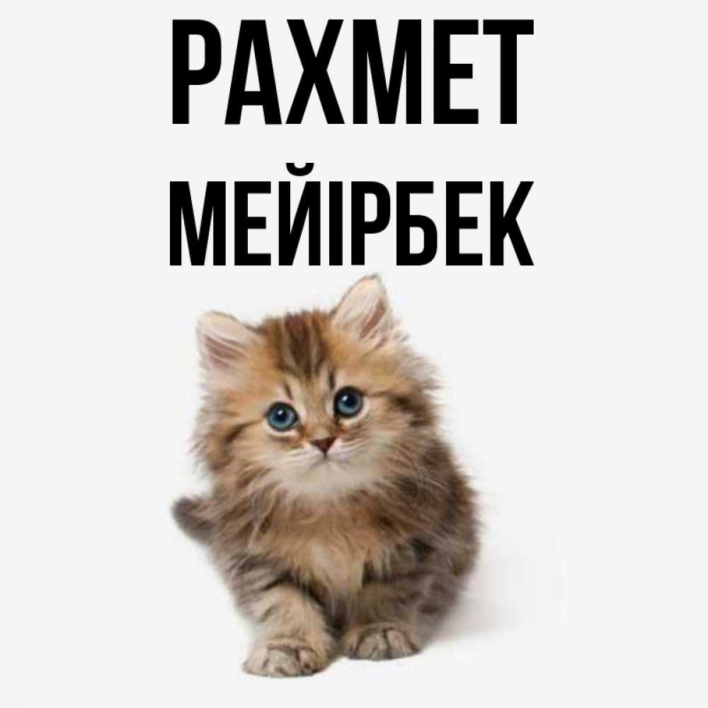 Күн сайын ашық хат с именем, МЕЙІРБЕК рахмет пушистый котик Онлайн тегін жүктеп алу тілектері бар керемет карта 