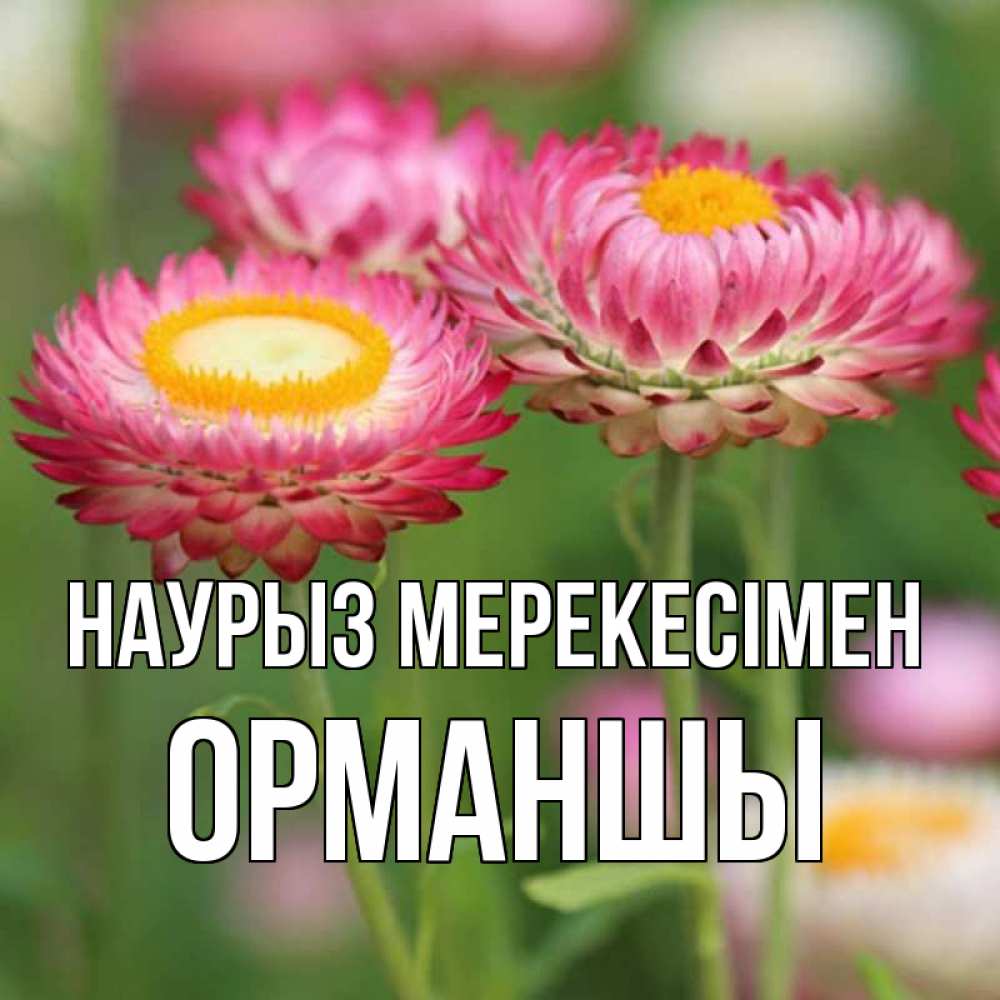 Күн сайын ашық хат с именем, ОРМАНШЫ Наурыз мерекесімен подарок на международный женский день Онлайн тегін жүктеп алу тілектері бар керемет карта 