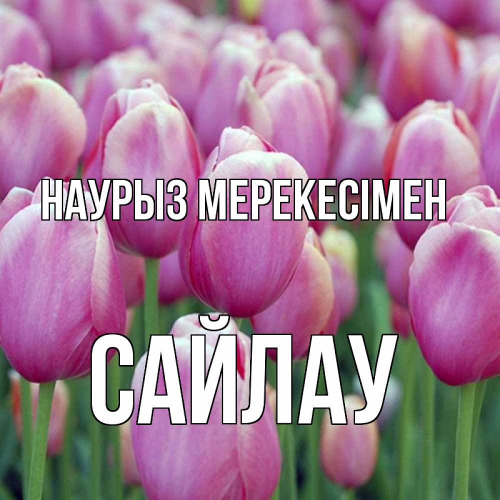 Күн сайын ашық хат с именем, САЙЛАУ Наурыз мерекесімен праздник весны наурыз 69 Онлайн тегін жүктеп алу тілектері бар керемет карта 