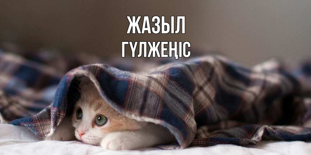 Күн сайын ашық хат с именем, ГҮЛЖЕҢІС Жазыл не болейте с котиком Онлайн тегін жүктеп алу тілектері бар керемет карта 
