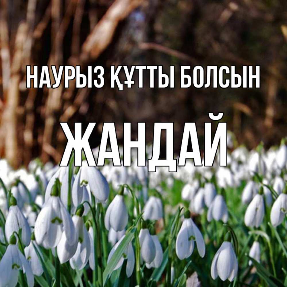 Күн сайын ашық хат с именем, Жандай Наурыз құтты болсын с подснежниками 1 Онлайн тегін жүктеп алу тілектері бар керемет карта 