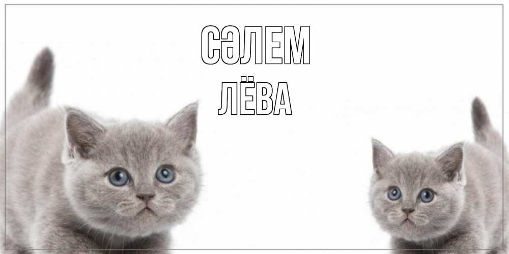 Күн сайын ашық хат с именем, Лёва Сәлем коты Онлайн тегін жүктеп алу тілектері бар керемет карта 