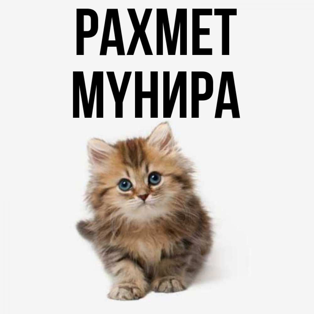 Күн сайын ашық хат с именем, МҮНИРА рахмет пушистый котик Онлайн тегін жүктеп алу тілектері бар керемет карта 