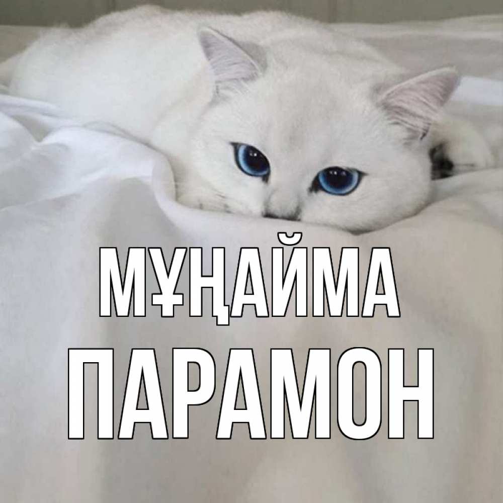 Күн сайын ашық хат с именем, Парамон Мұңайма белый кот с голубыми глазами на белоснежной кровати Онлайн тегін жүктеп алу тілектері бар керемет карта 