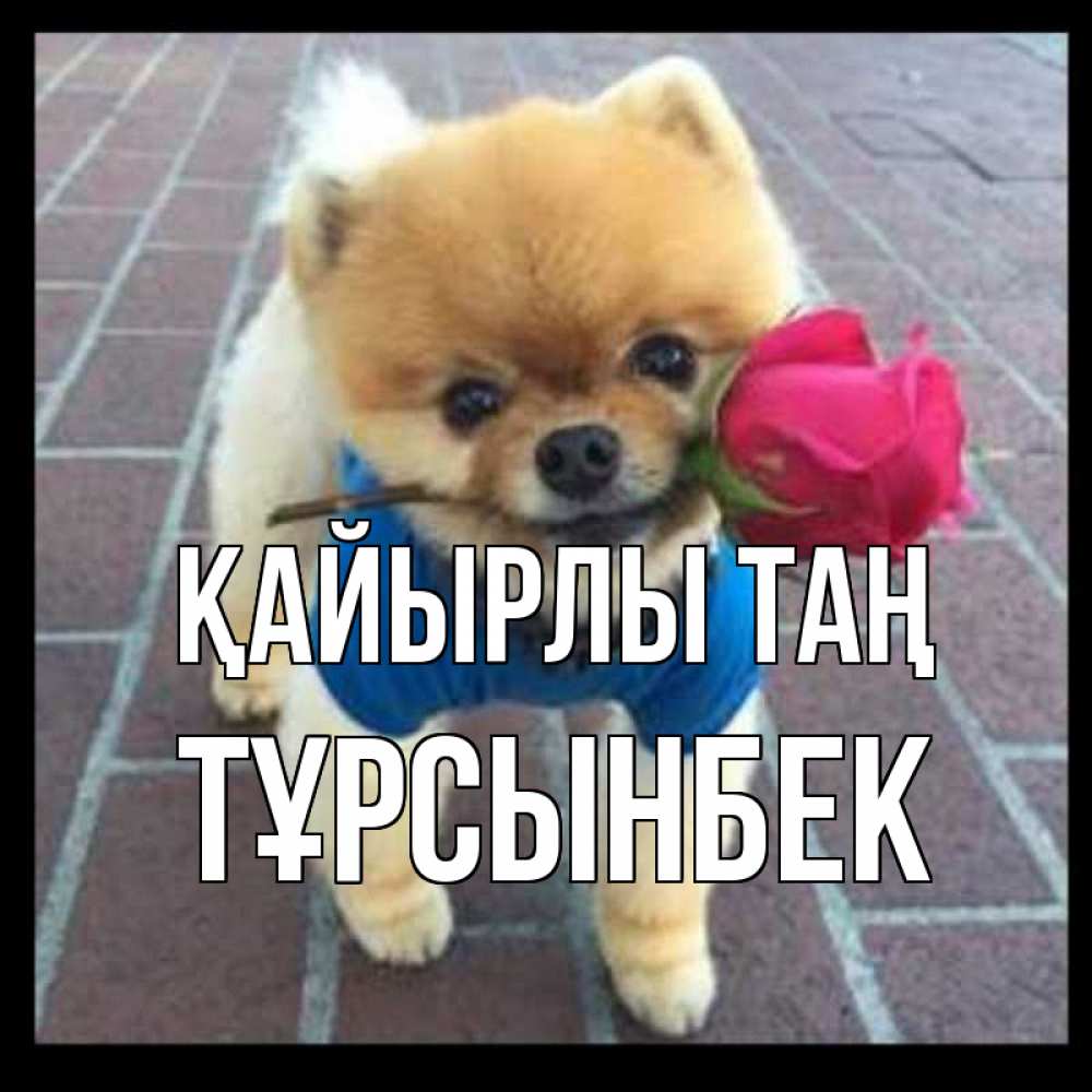Күн сайын ашық хат с именем, ТҰРСЫНБЕК Қайырлы таң роза в зубах Онлайн тегін жүктеп алу тілектері бар керемет карта 