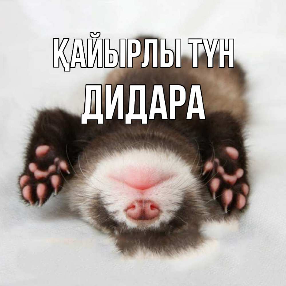 Күн сайын ашық хат с именем, ДИДАРА Қайырлы түн зверек Онлайн тегін жүктеп алу тілектері бар керемет карта 