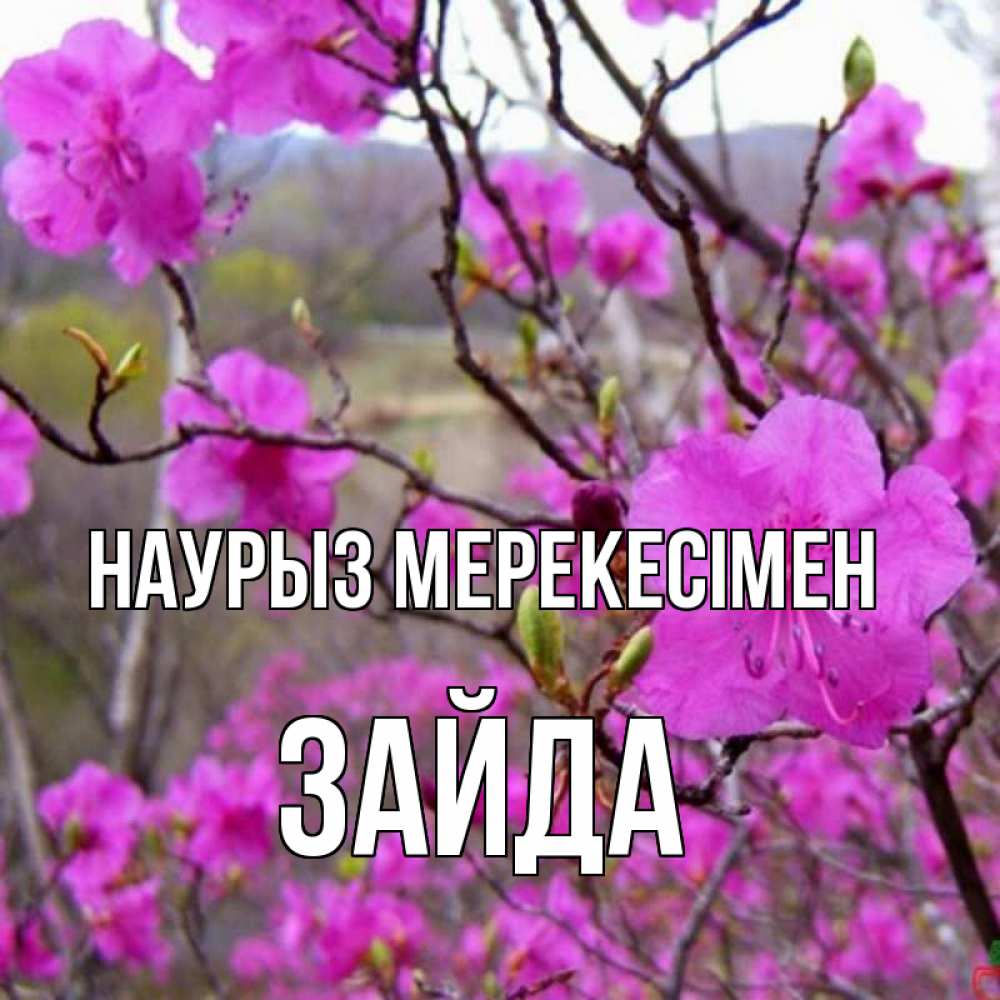 Күн сайын ашық хат с именем, ЗАЙДА Наурыз мерекесімен праздник весны наурыз Онлайн тегін жүктеп алу тілектері бар керемет карта 