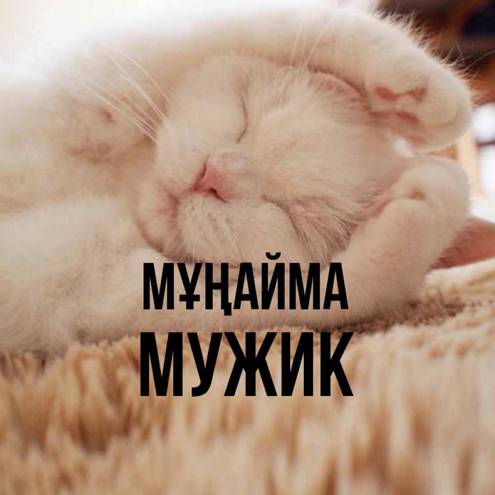 Күн сайын ашық хат с именем, Мужик Мұңайма Котенок спит Онлайн тегін жүктеп алу тілектері бар керемет карта 