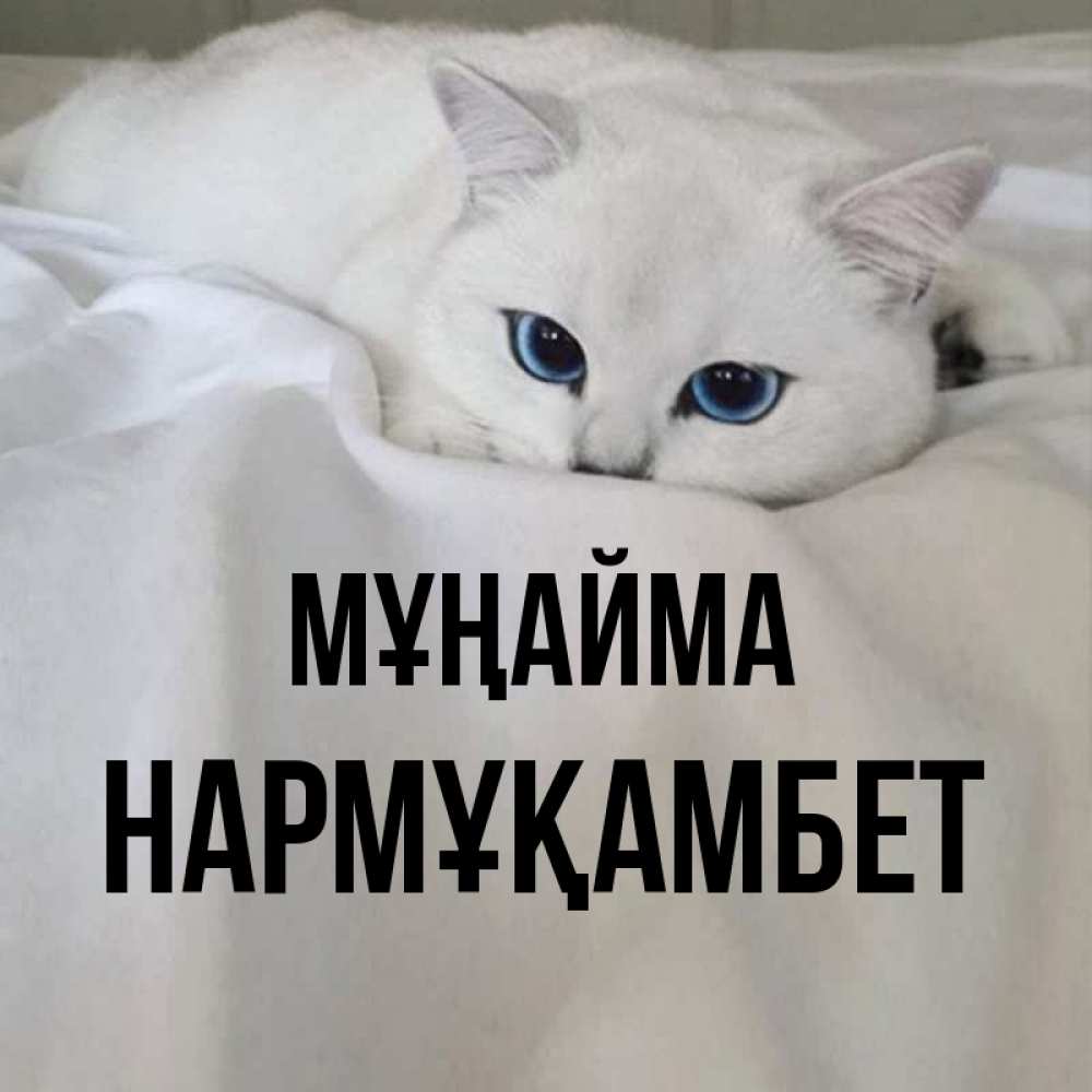 Күн сайын ашық хат с именем, НАРМҰҚАМБЕТ Мұңайма Голубоглазая кошка Онлайн тегін жүктеп алу тілектері бар керемет карта 