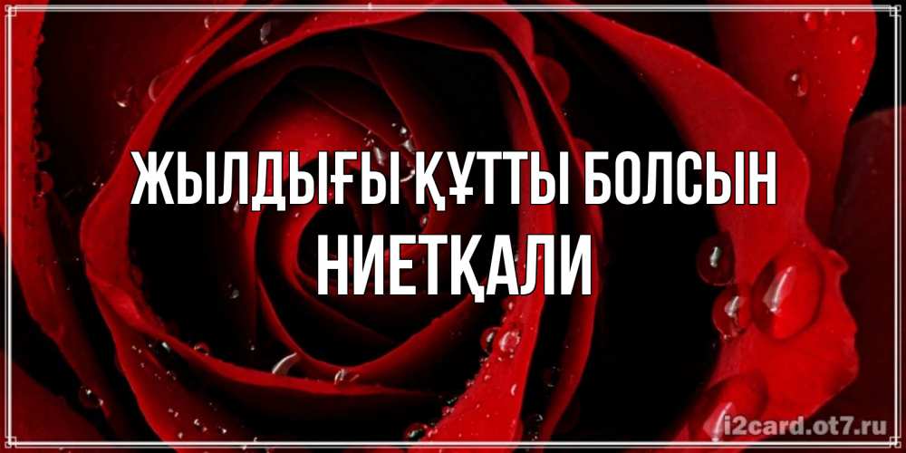 Күн сайын ашық хат с именем, НИЕТҚАЛИ Жылдығы құтты болсын крупная бордовая роза Онлайн тегін жүктеп алу тілектері бар керемет карта 