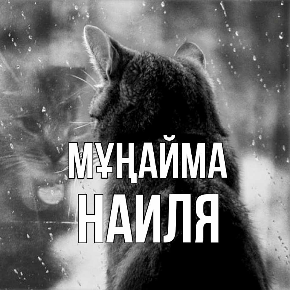 Күн сайын ашық хат с именем, Наиля Мұңайма отражение кота 1 Онлайн тегін жүктеп алу тілектері бар керемет карта 