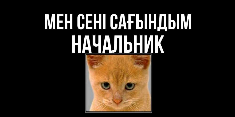 Күн сайын ашық хат с именем, Начальник Мен сені сағындым открытки рыжий котенок скучает по тебе Онлайн тегін жүктеп алу тілектері бар керемет карта 
