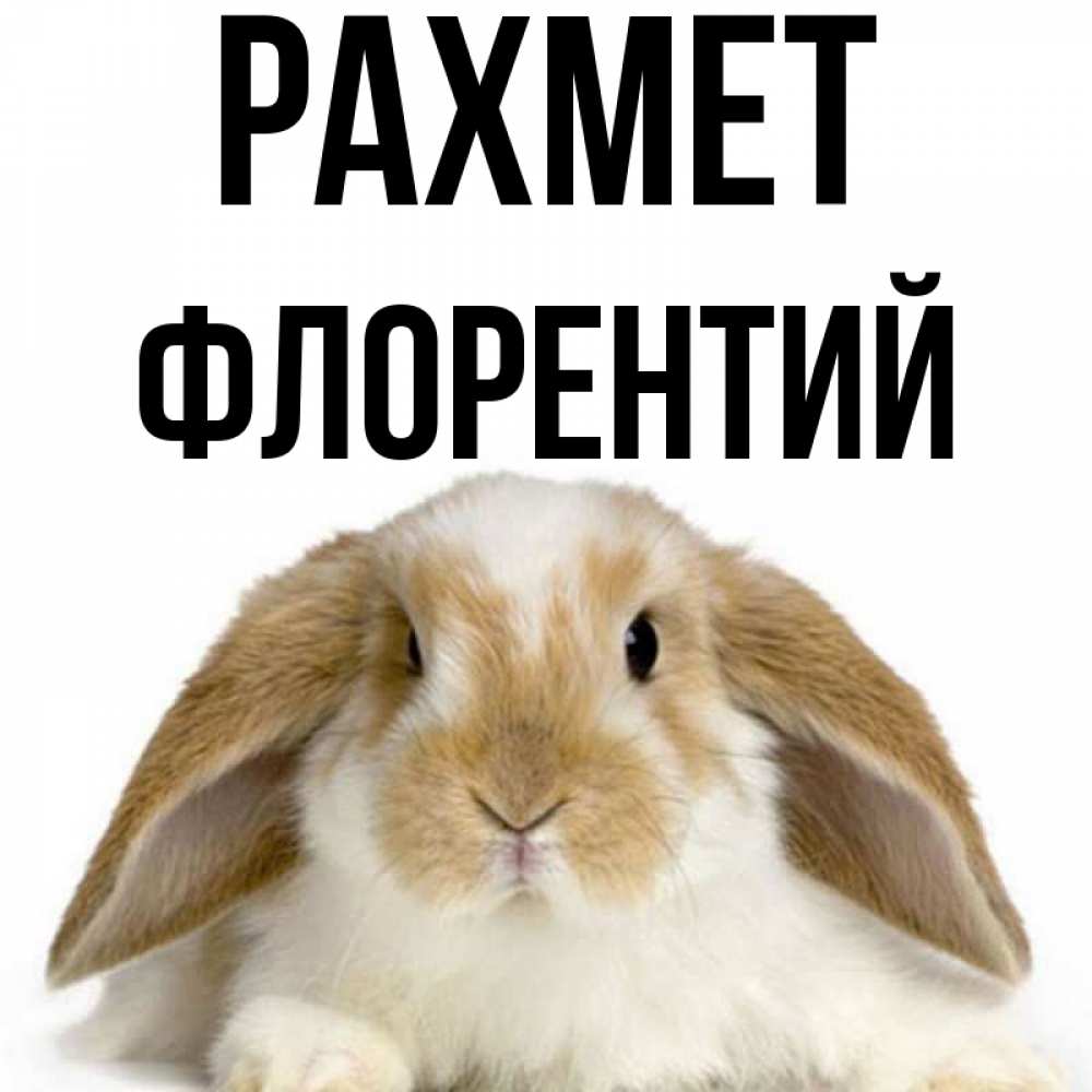 Күн сайын ашық хат с именем, Флорентий рахмет коричнево белый заяц Онлайн тегін жүктеп алу тілектері бар керемет карта 