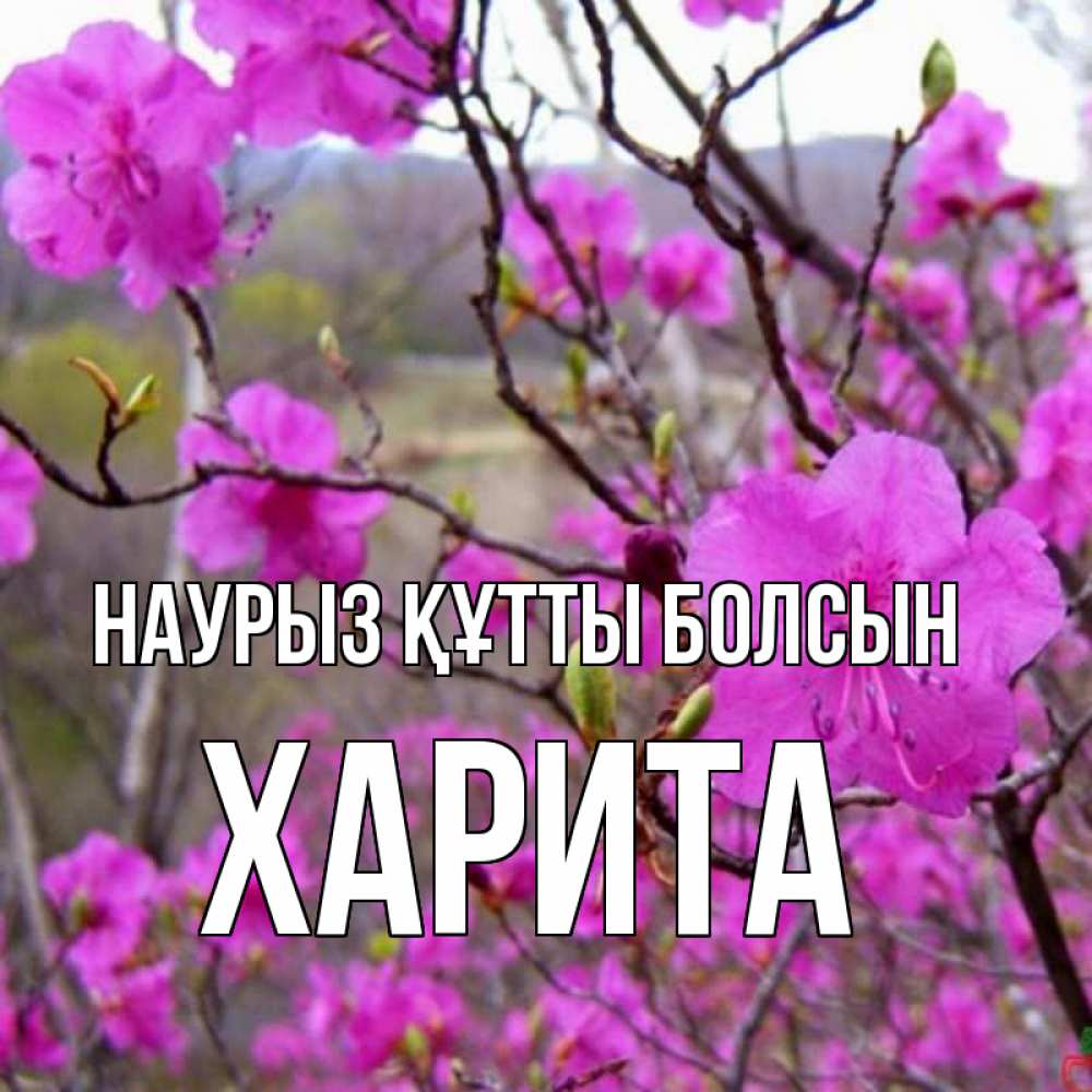 Күн сайын ашық хат с именем, Харита Наурыз құтты болсын наурыз мейрамы кутты болсын Онлайн тегін жүктеп алу тілектері бар керемет карта 