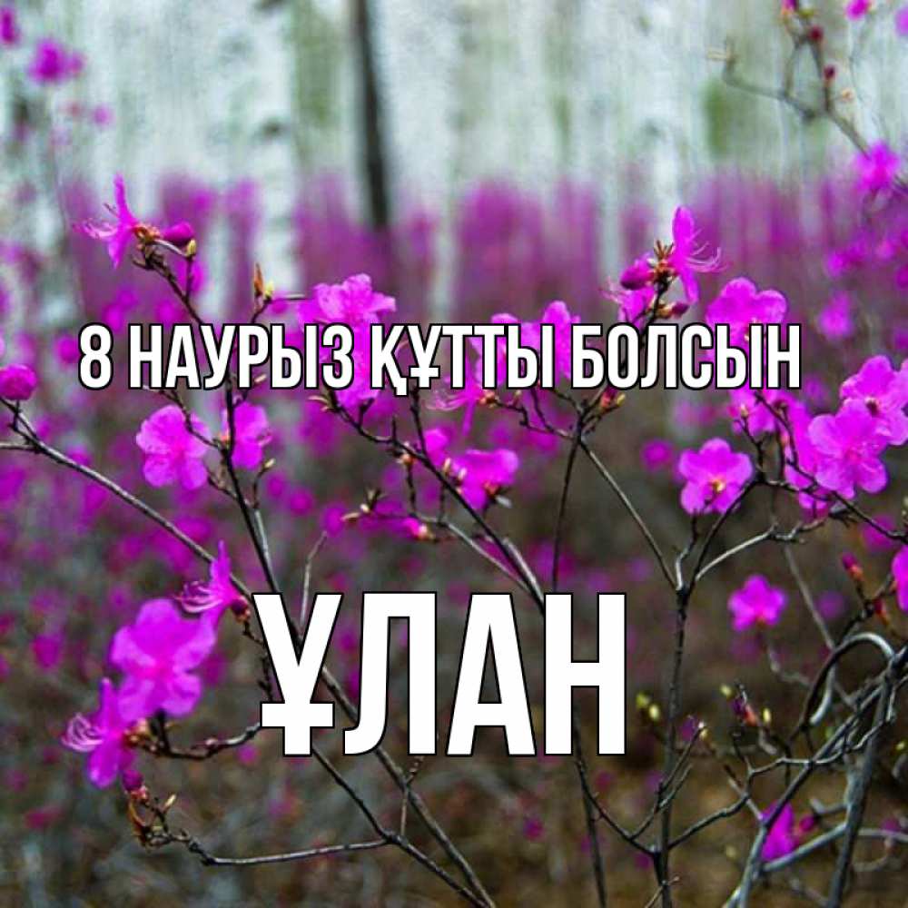 Күн сайын ашық хат с именем, ҰЛАН 8 наурыз құтты болсын дикие цветы Онлайн тегін жүктеп алу тілектері бар керемет карта 