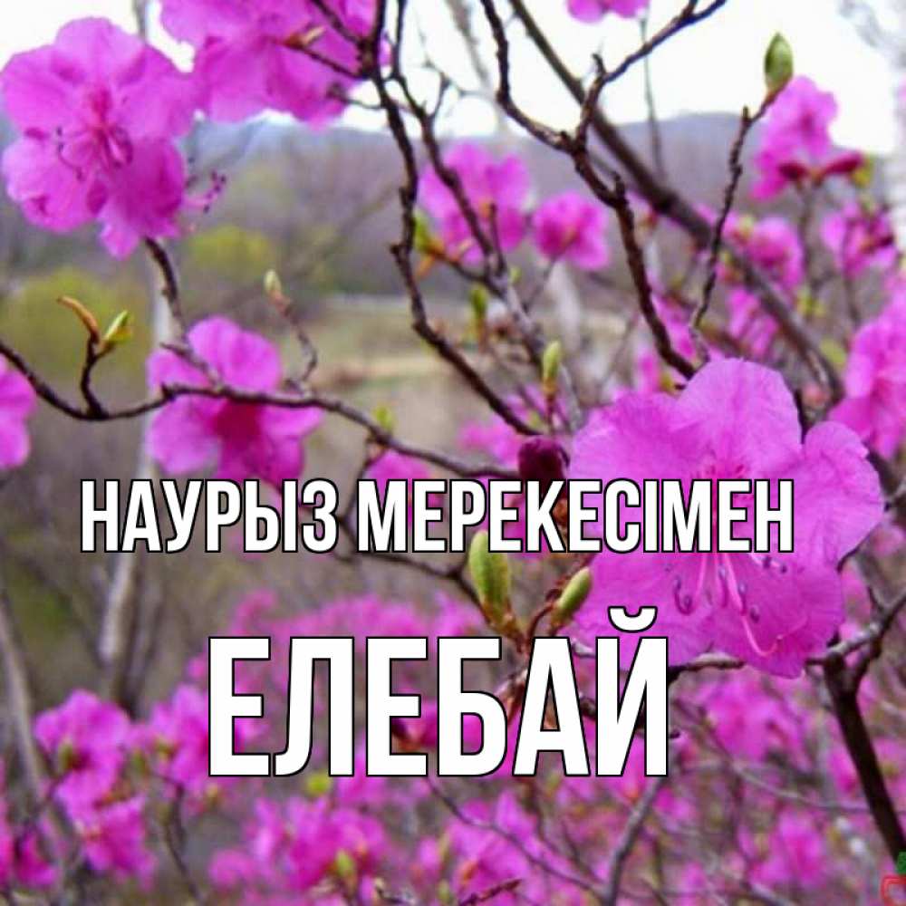 Күн сайын ашық хат с именем, Елебай Наурыз мерекесімен праздник весны наурыз Онлайн тегін жүктеп алу тілектері бар керемет карта 
