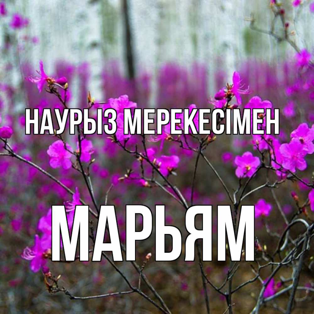 Күн сайын ашық хат с именем, Марьям Наурыз мерекесімен дикие цветы Онлайн тегін жүктеп алу тілектері бар керемет карта 