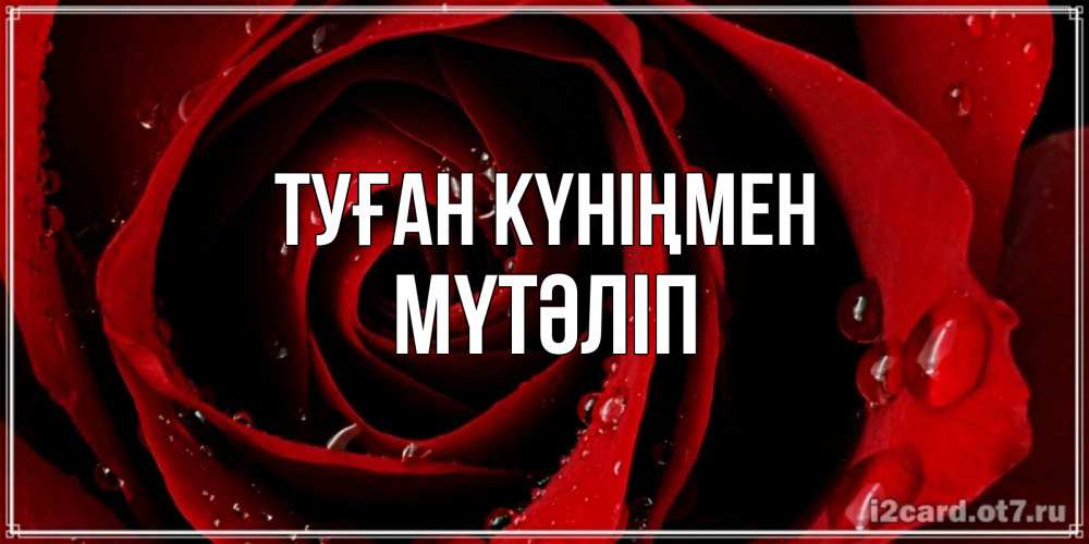 Күн сайын ашық хат с именем, МҮТӘЛІП Туған күніңмен крупная бордовая роза Онлайн тегін жүктеп алу тілектері бар керемет карта 