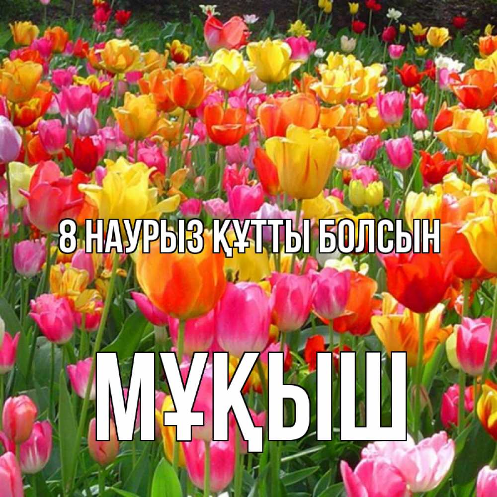 Күн сайын ашық хат с именем, Мұқыш 8 наурыз құтты болсын на международный женский день Онлайн тегін жүктеп алу тілектері бар керемет карта 