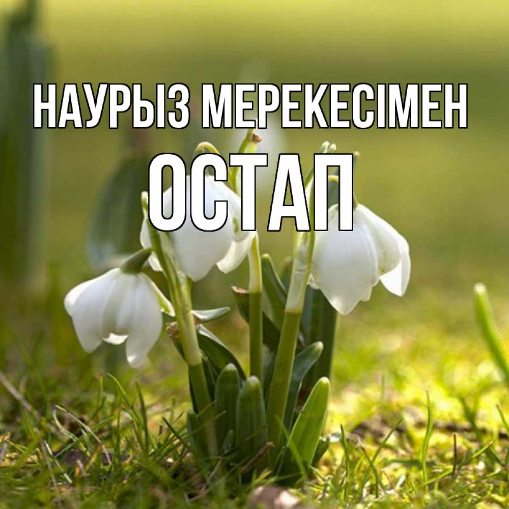 Күн сайын ашық хат с именем, Остап Наурыз мерекесімен ранние цветы 2 Онлайн тегін жүктеп алу тілектері бар керемет карта 
