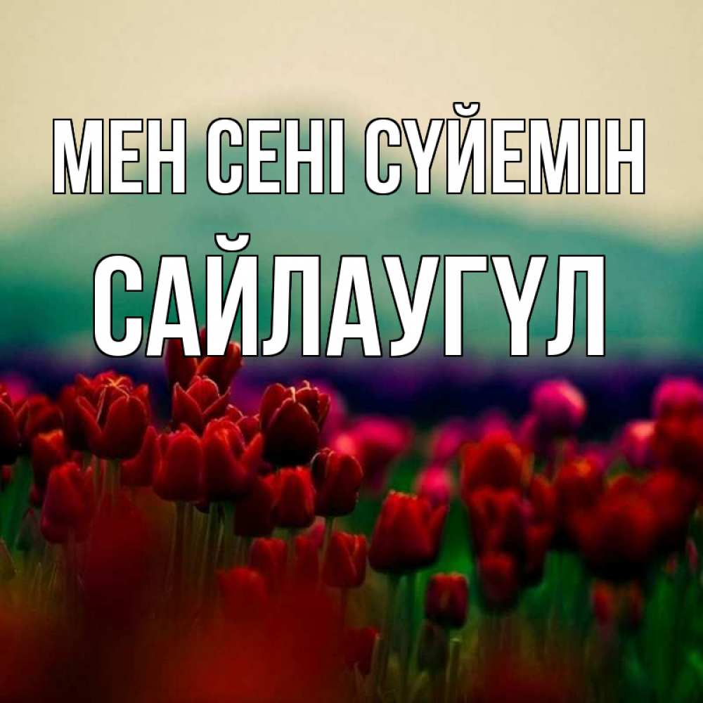Күн сайын ашық хат с именем, САЙЛАУГҮЛ Мен сені сүйемін тюльпаны 4 Онлайн тегін жүктеп алу тілектері бар керемет карта 