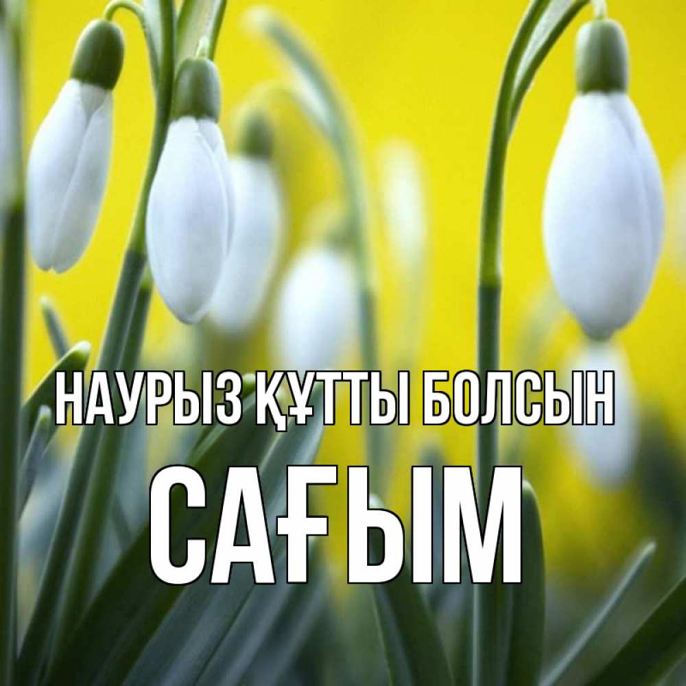 Күн сайын ашық хат с именем, САҒЫМ Наурыз құтты болсын весенние цветы Онлайн тегін жүктеп алу тілектері бар керемет карта 