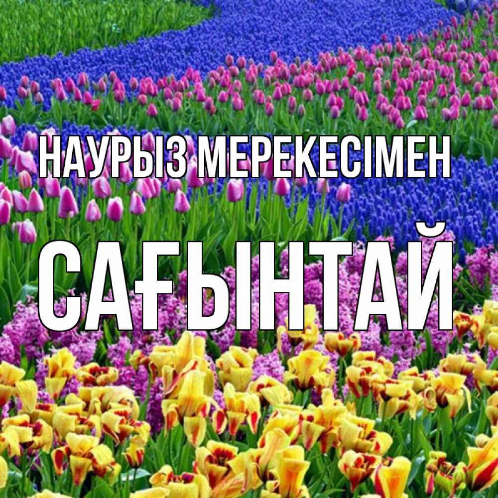 Күн сайын ашық хат с именем, Сағынтай Наурыз мерекесімен цветы Онлайн тегін жүктеп алу тілектері бар керемет карта 