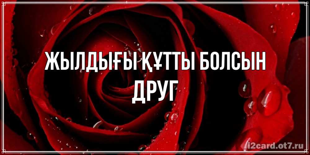 Күн сайын ашық хат с именем, Друг Жылдығы құтты болсын крупная бордовая роза Онлайн тегін жүктеп алу тілектері бар керемет карта 