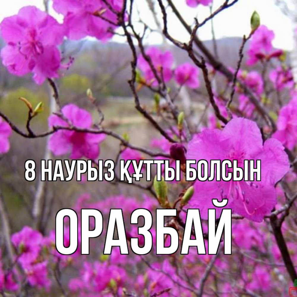 Күн сайын ашық хат с именем, ОРАЗБАЙ 8 наурыз құтты болсын международный женский день Онлайн тегін жүктеп алу тілектері бар керемет карта 