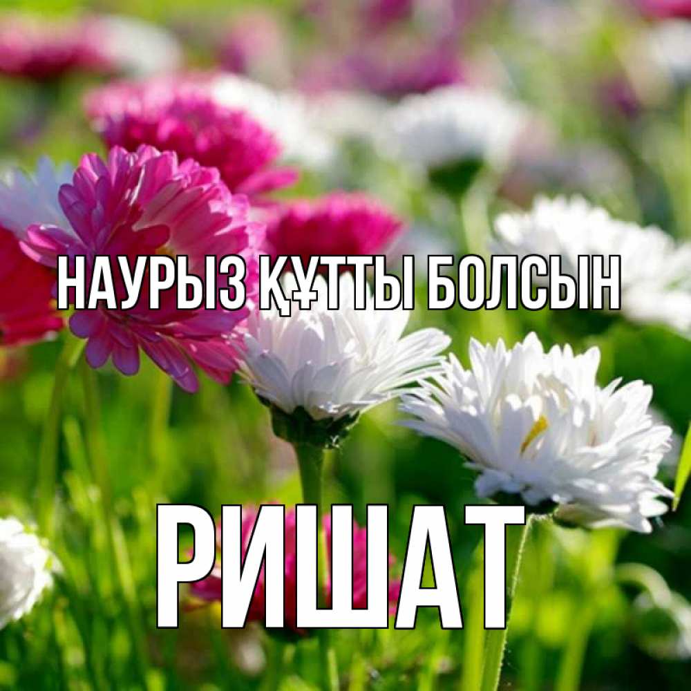 Күн сайын ашық хат с именем, РИШАТ Наурыз құтты болсын наурыз Онлайн тегін жүктеп алу тілектері бар керемет карта 