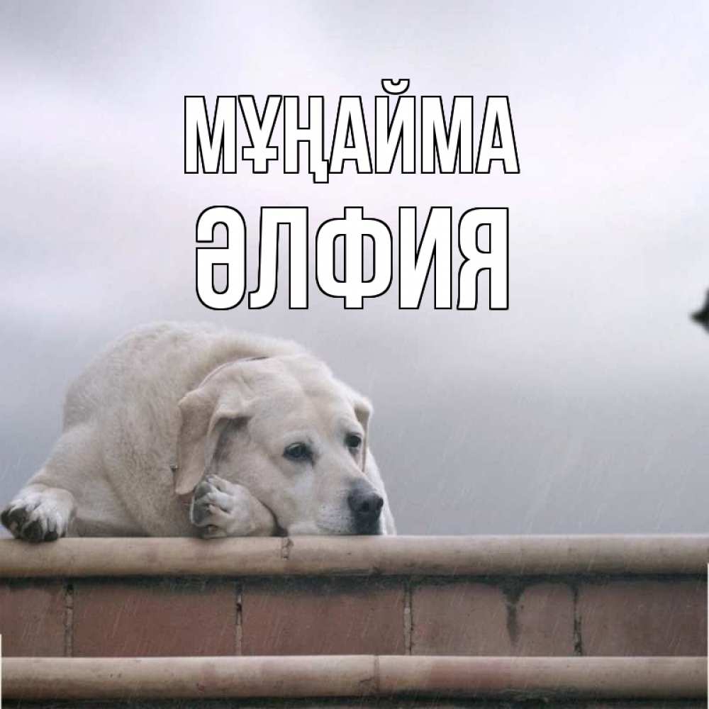 Күн сайын ашық хат с именем, ӘЛФИЯ Мұңайма белый пес 1 Онлайн тегін жүктеп алу тілектері бар керемет карта 