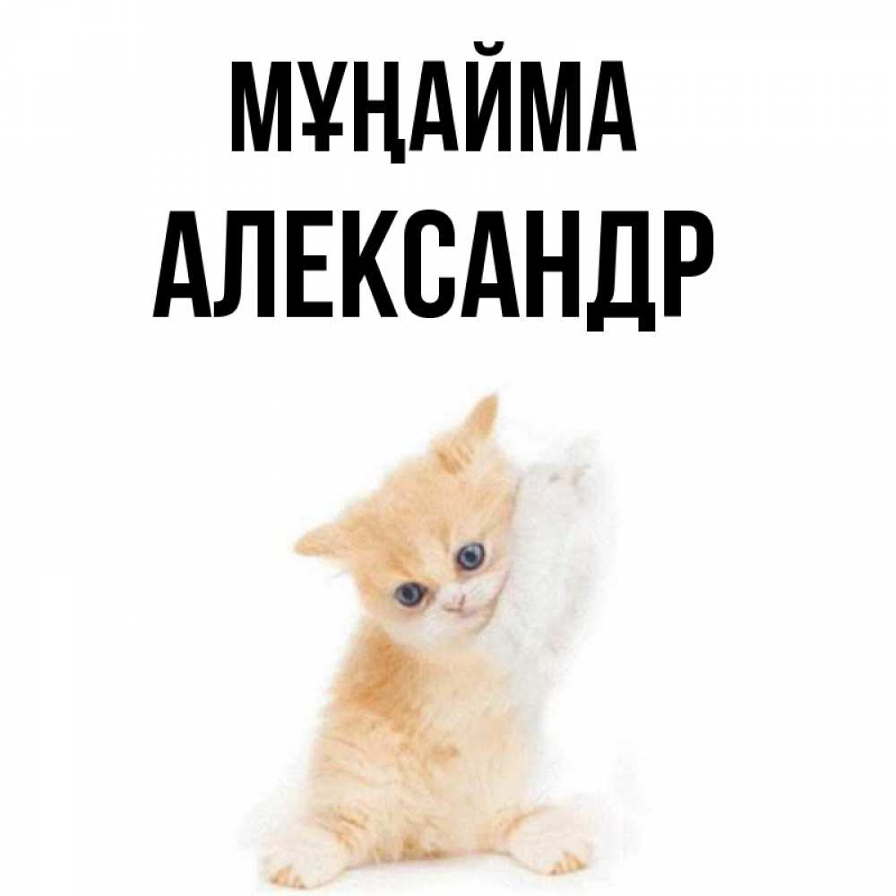 Күн сайын ашық хат с именем, Александр Мұңайма просящий кот Онлайн тегін жүктеп алу тілектері бар керемет карта 