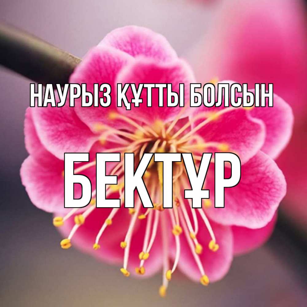 Күн сайын ашық хат с именем, Бектұр Наурыз құтты болсын цветы Онлайн тегін жүктеп алу тілектері бар керемет карта 