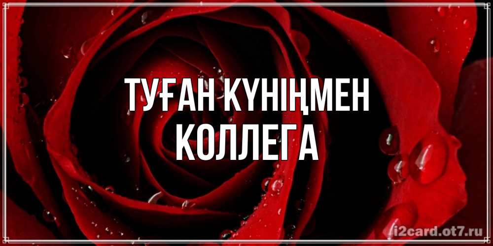 Күн сайын ашық хат с именем, Коллега Туған күніңмен крупная бордовая роза Онлайн тегін жүктеп алу тілектері бар керемет карта 