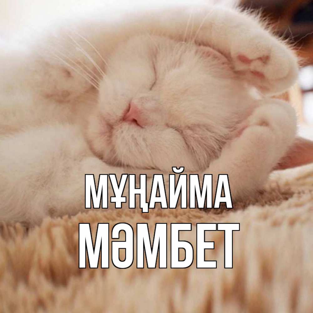Күн сайын ашық хат с именем, МӘМБЕТ Мұңайма белый кот Онлайн тегін жүктеп алу тілектері бар керемет карта 