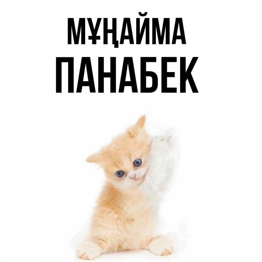 Күн сайын ашық хат с именем, ПАНАБЕК Мұңайма просящий кот Онлайн тегін жүктеп алу тілектері бар керемет карта 