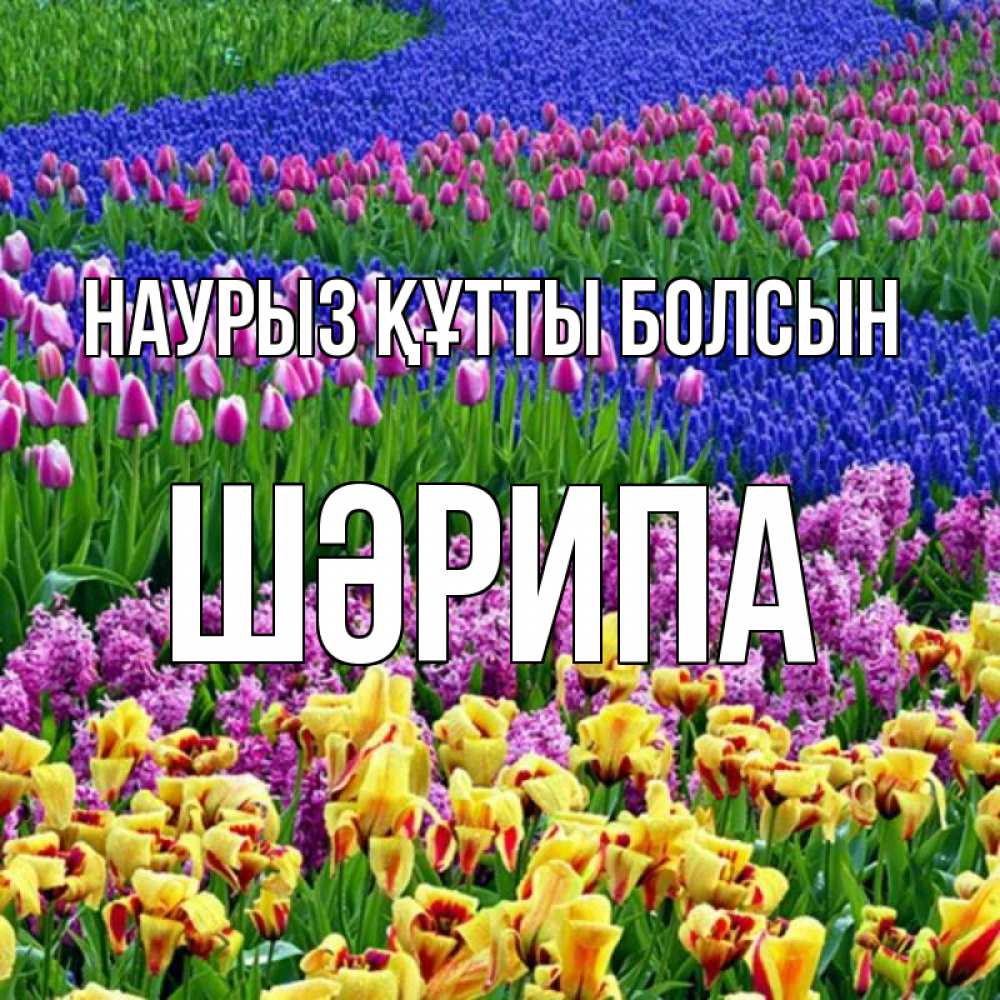Күн сайын ашық хат с именем, ШӘРИПА Наурыз құтты болсын цветы Онлайн тегін жүктеп алу тілектері бар керемет карта 