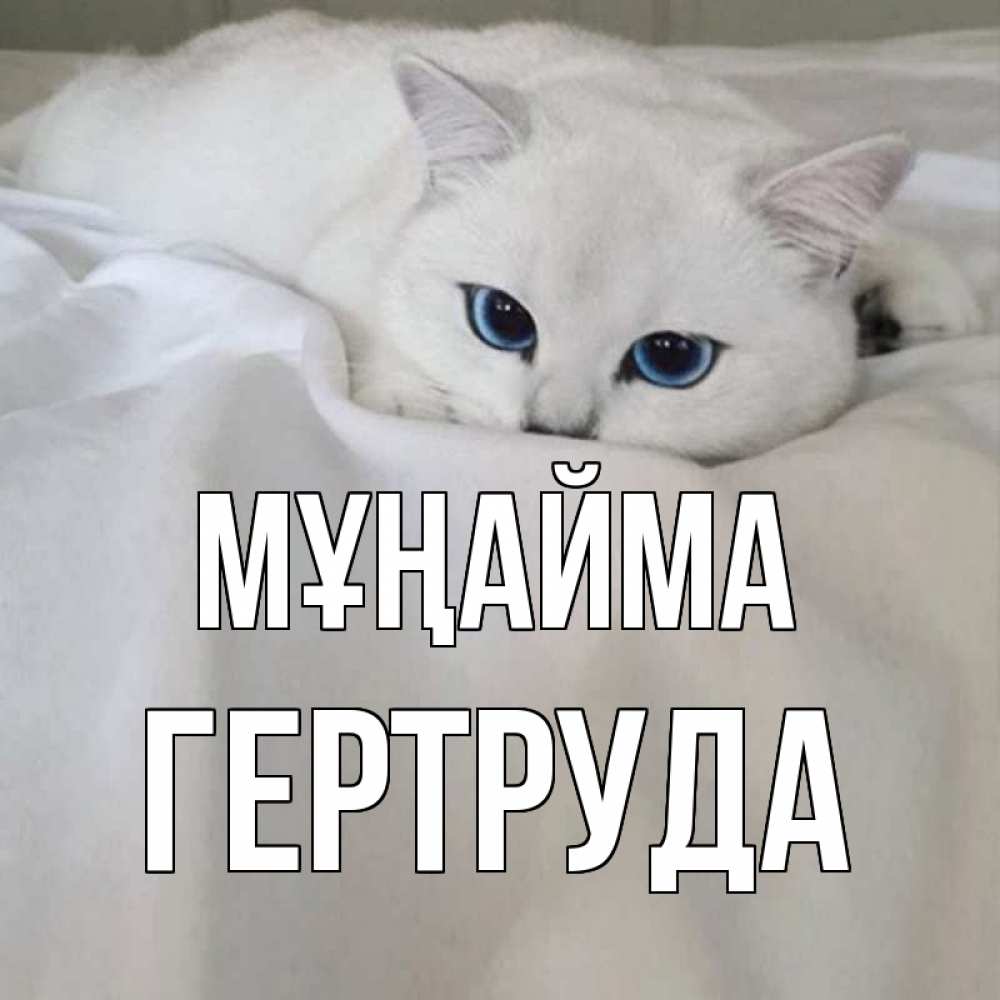 Күн сайын ашық хат с именем, Гертруда Мұңайма белый кот с голубыми глазами на белоснежной кровати Онлайн тегін жүктеп алу тілектері бар керемет карта 