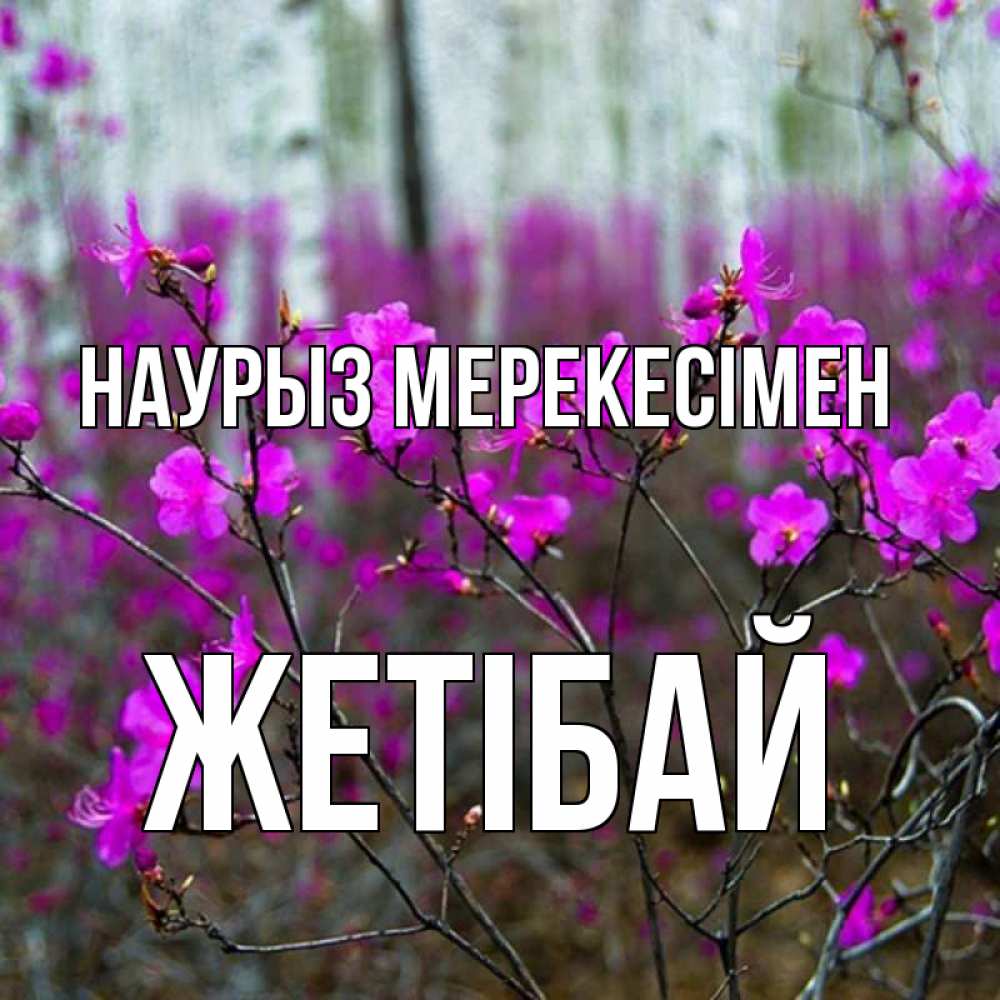 Күн сайын ашық хат с именем, Жетібай Наурыз мерекесімен дикие цветы Онлайн тегін жүктеп алу тілектері бар керемет карта 