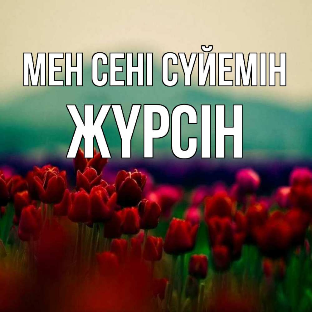 Күн сайын ашық хат с именем, Жүрсін Мен сені сүйемін тюльпаны 4 Онлайн тегін жүктеп алу тілектері бар керемет карта 
