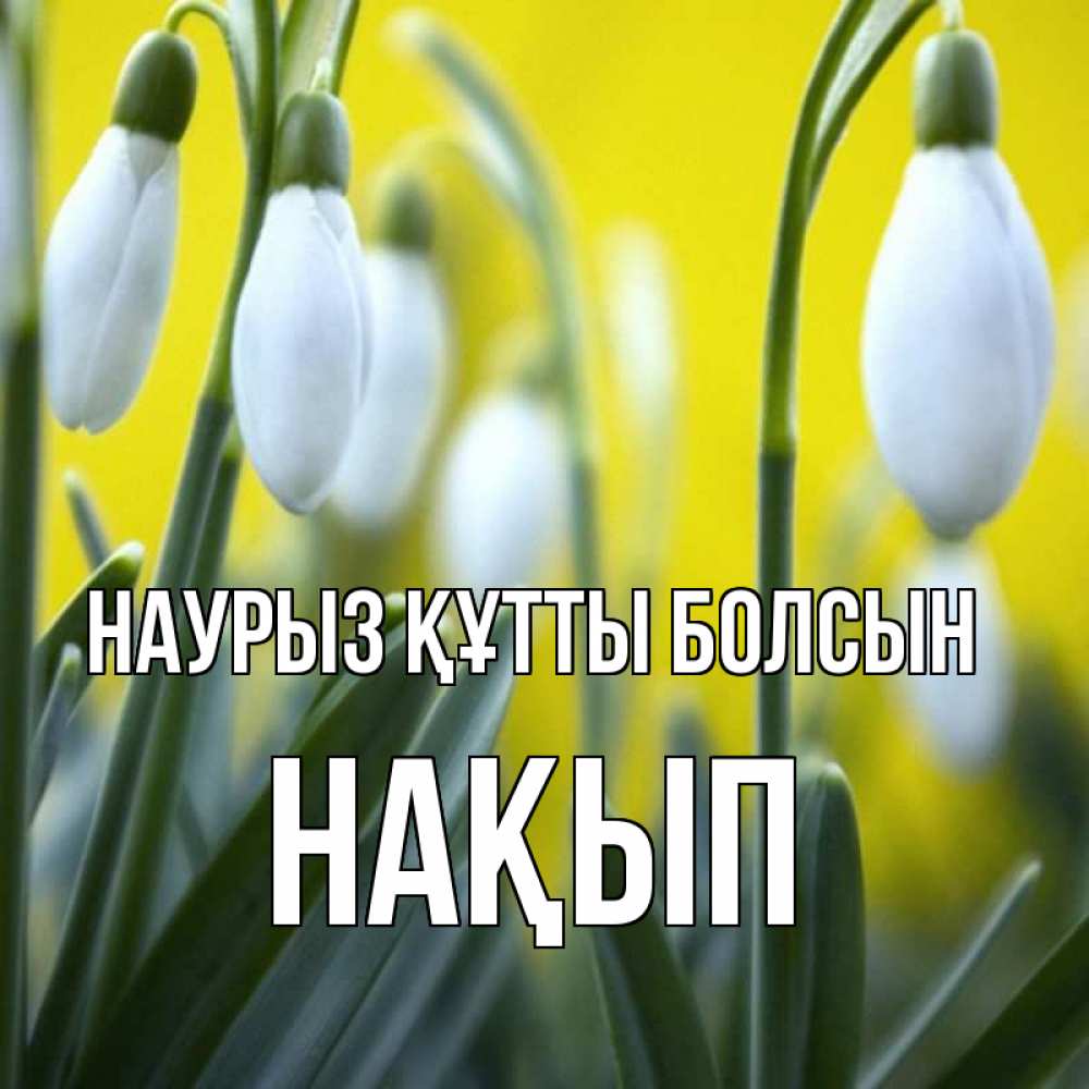 Күн сайын ашық хат с именем, НАҚЫП Наурыз құтты болсын весенние цветы Онлайн тегін жүктеп алу тілектері бар керемет карта 