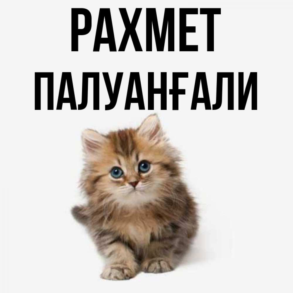 Күн сайын ашық хат с именем, ПАЛУАНҒАЛИ рахмет пушистый котик Онлайн тегін жүктеп алу тілектері бар керемет карта 
