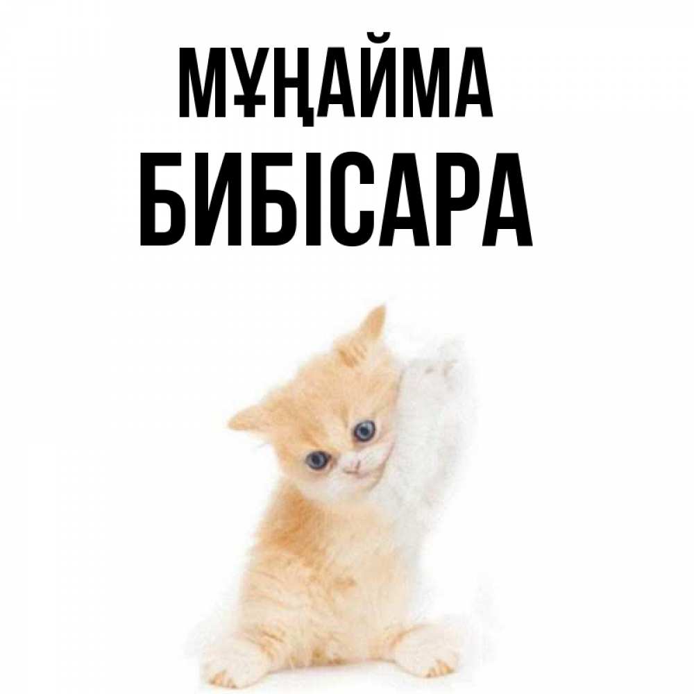 Күн сайын ашық хат с именем, БИБІСАРА Мұңайма просящий кот Онлайн тегін жүктеп алу тілектері бар керемет карта 