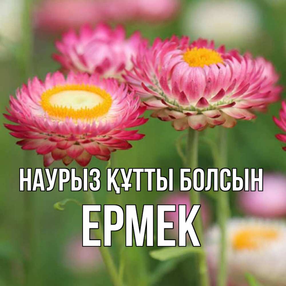 Күн сайын ашық хат с именем, Ермек Наурыз құтты болсын подарок на международный женский день Онлайн тегін жүктеп алу тілектері бар керемет карта 