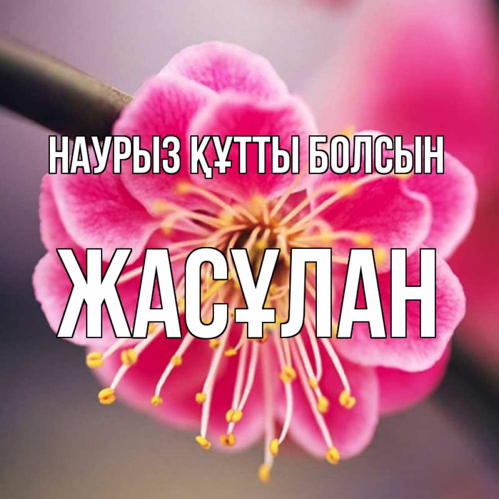 Күн сайын ашық хат с именем, Жасұлан Наурыз құтты болсын цветы Онлайн тегін жүктеп алу тілектері бар керемет карта 
