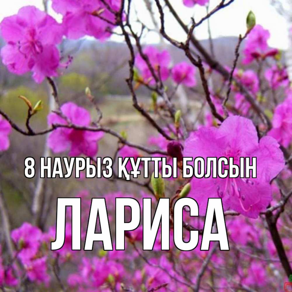 Күн сайын ашық хат с именем, Лариса 8 наурыз құтты болсын международный женский день Онлайн тегін жүктеп алу тілектері бар керемет карта 
